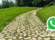 Canale Whatsapp GALLOTTA